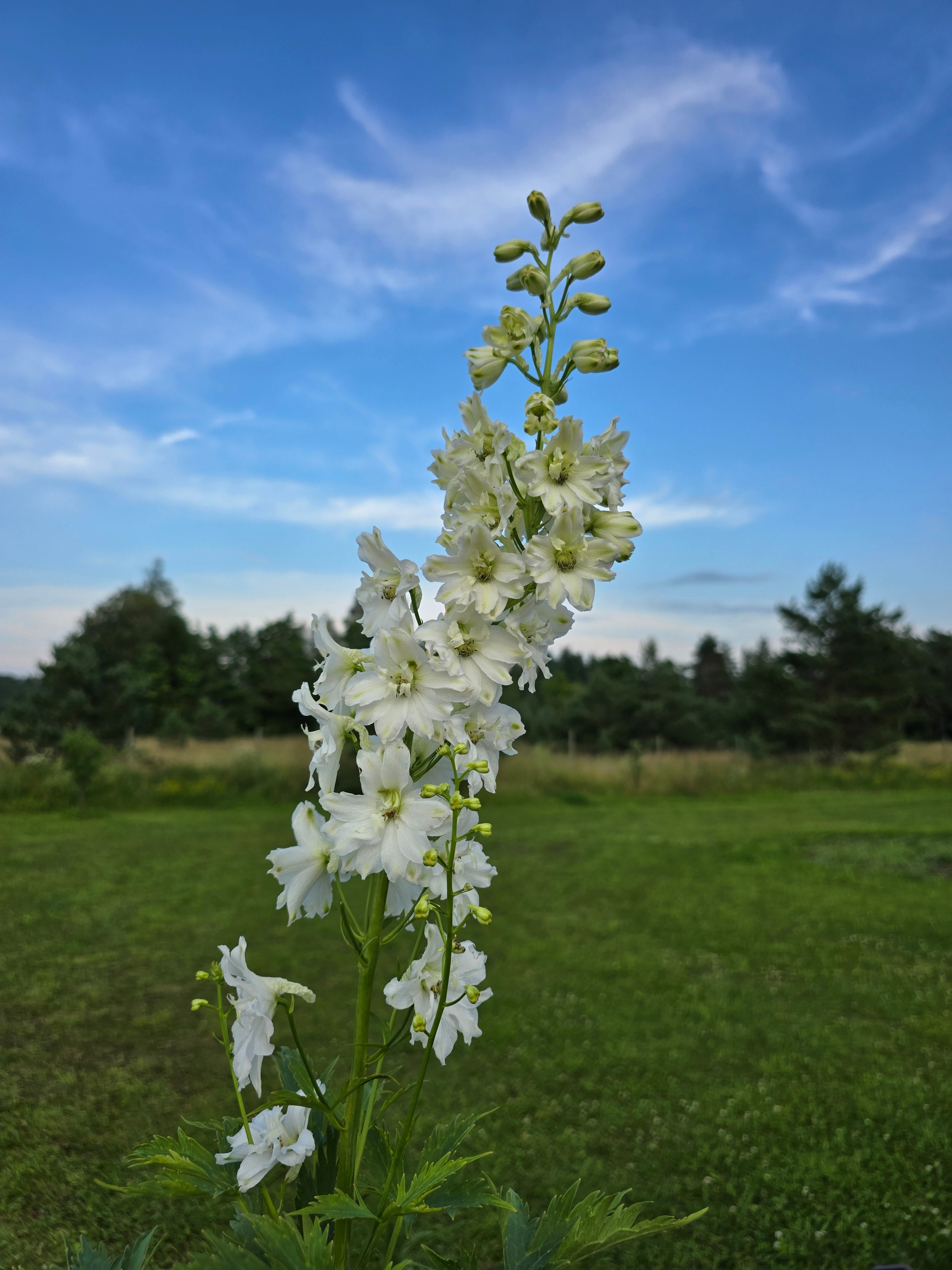 Aed-kukekannus 'White'
