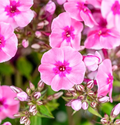 Aed-leeklill 'Early Pink'