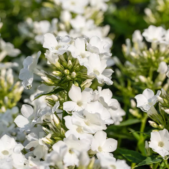 Aed-leeklill 'Early White'