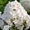 Aed-leeklill 'Famous White'