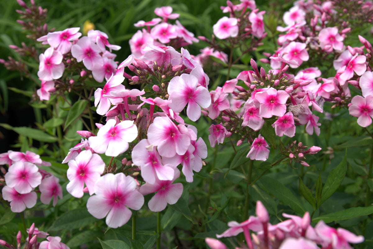 Aed-leeklill 'Sweet Summer Compact Rose Dark Eye'