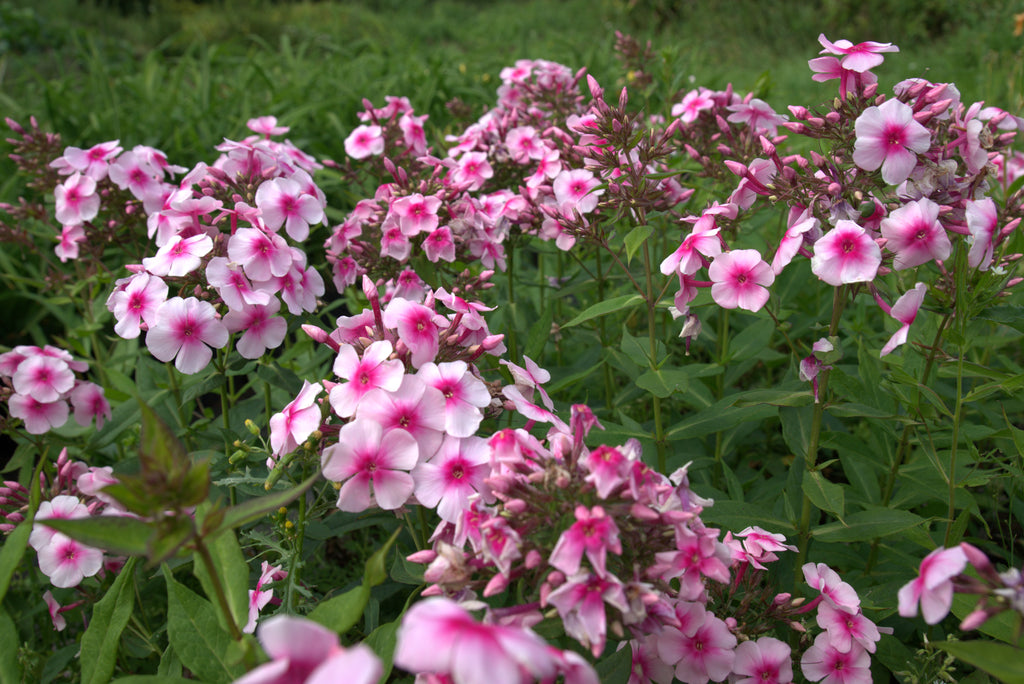 Aed-leeklill 'Sweet Summer Compact Rose Dark Eye'