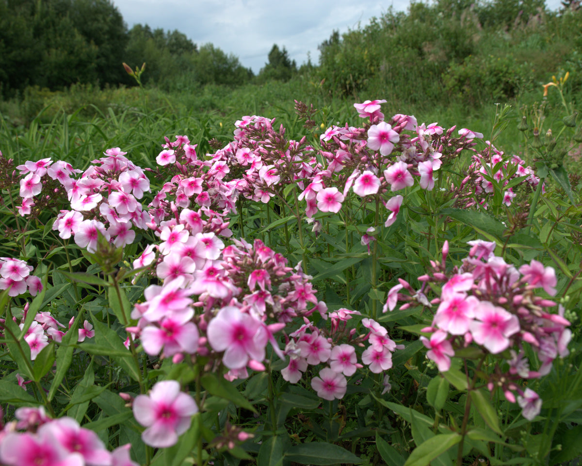 Aed-leeklill 'Sweet Summer Compact Rose Dark Eye'