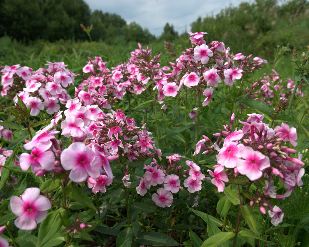 Aed-leeklill 'Sweet Summer Compact Rose Dark Eye'
