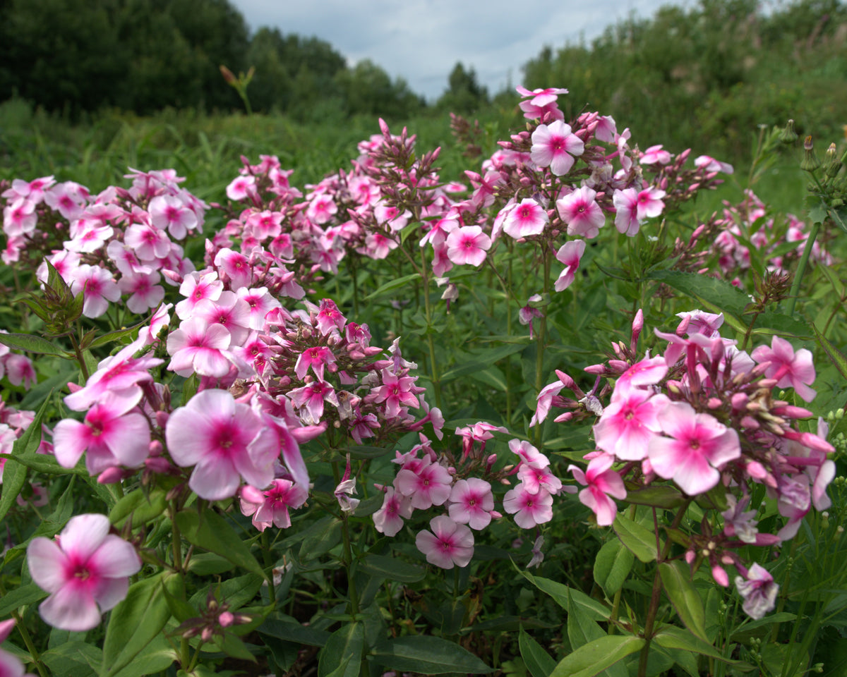 Aed-leeklill 'Sweet Summer Compact Rose Dark Eye'