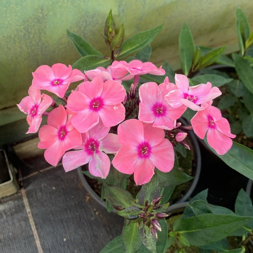 Aed-leeklill 'Sweet Summer Queen'