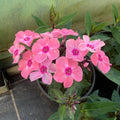 Aed-leeklill 'Sweet Summer Queen'