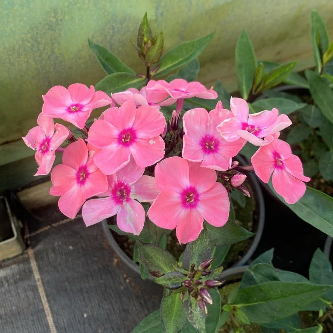 Aed-leeklill 'Sweet Summer Queen'