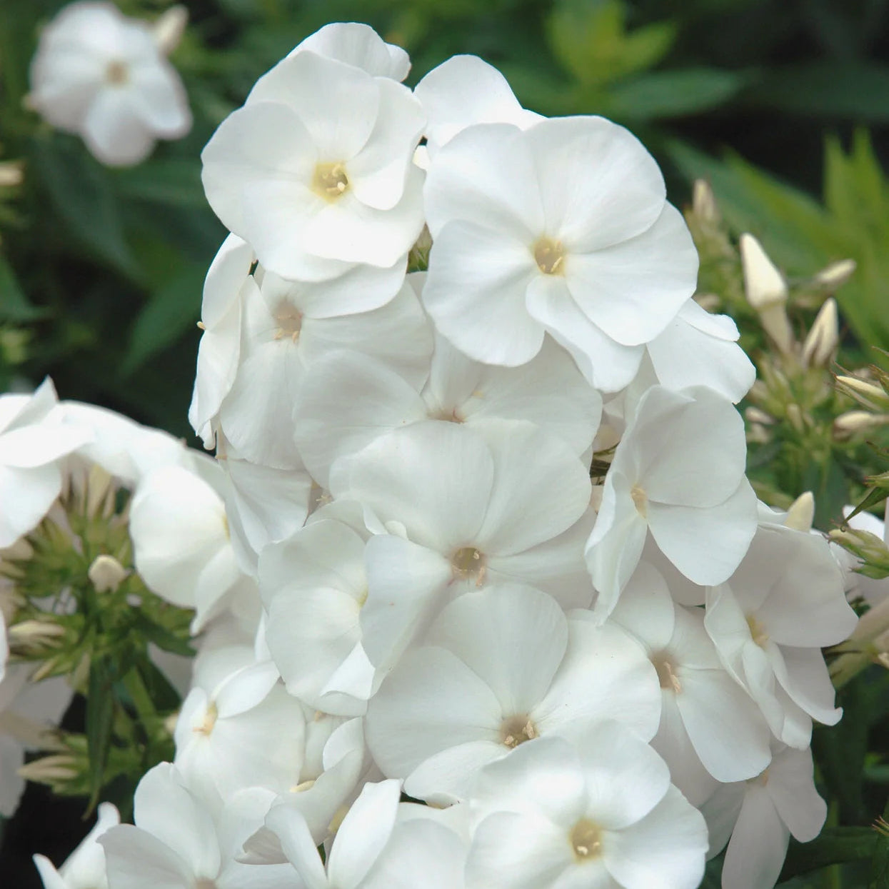 Aed-leeklill 'Sweet Summer Snow'