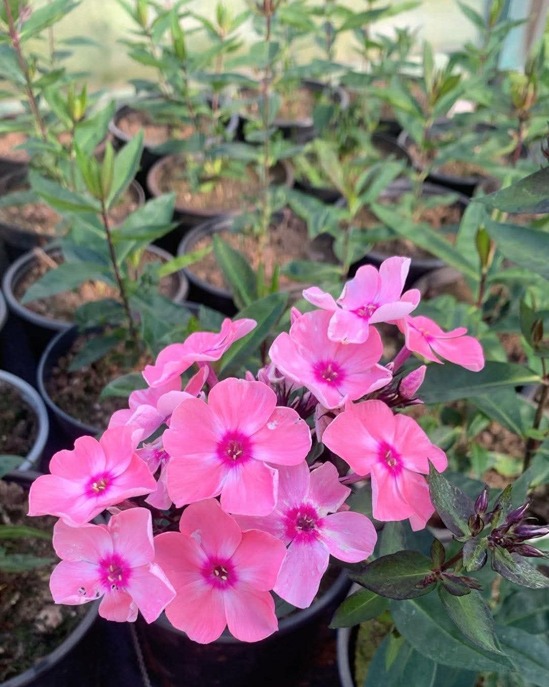 Aed-leeklill 'Sweet Summer Queen'