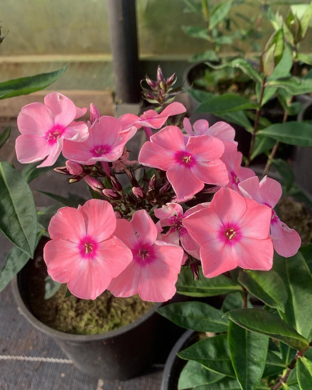 Aed-leeklill 'Sweet Summer Queen'