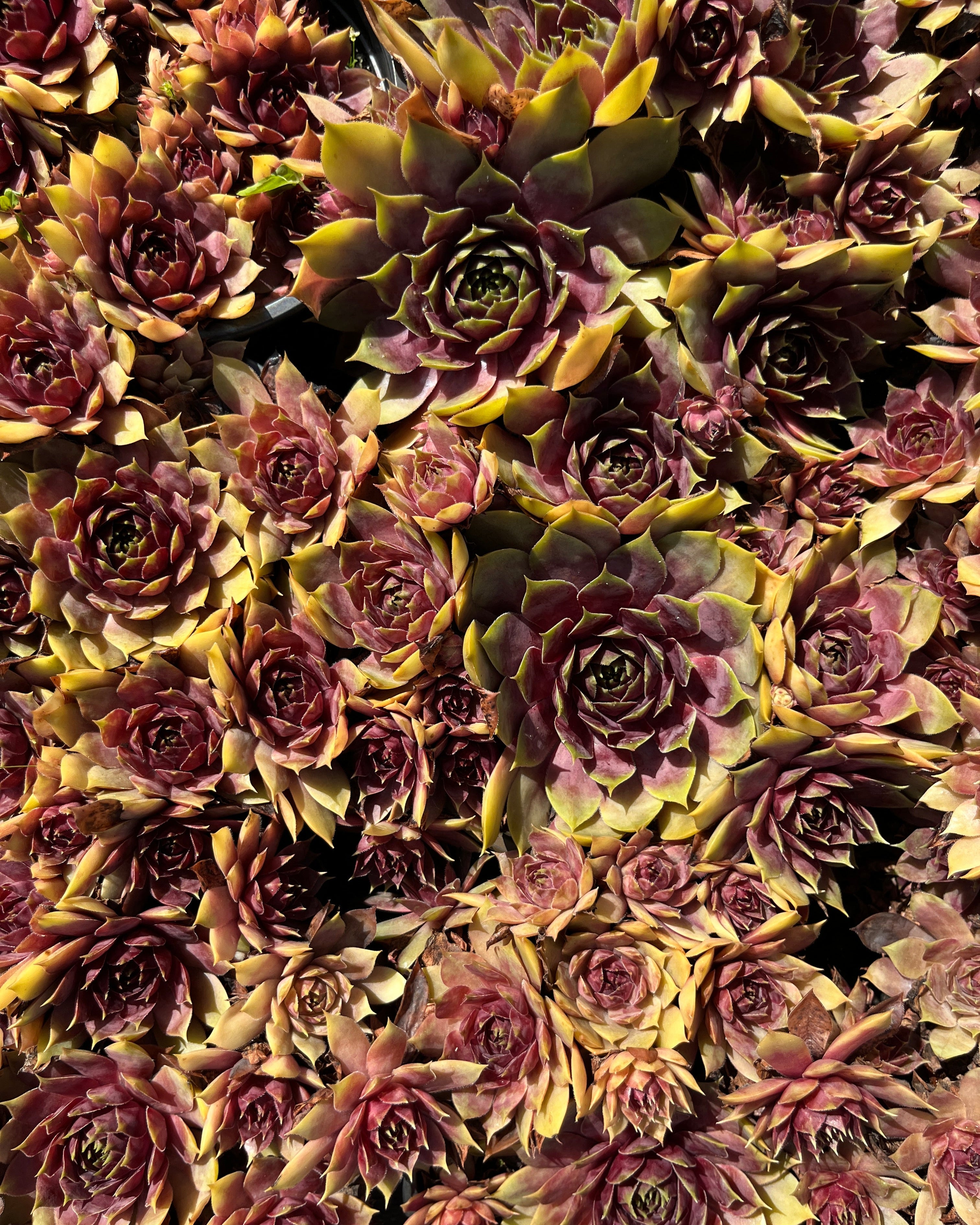 Aed-mägisibul BigSam 'Pink Pomelo'