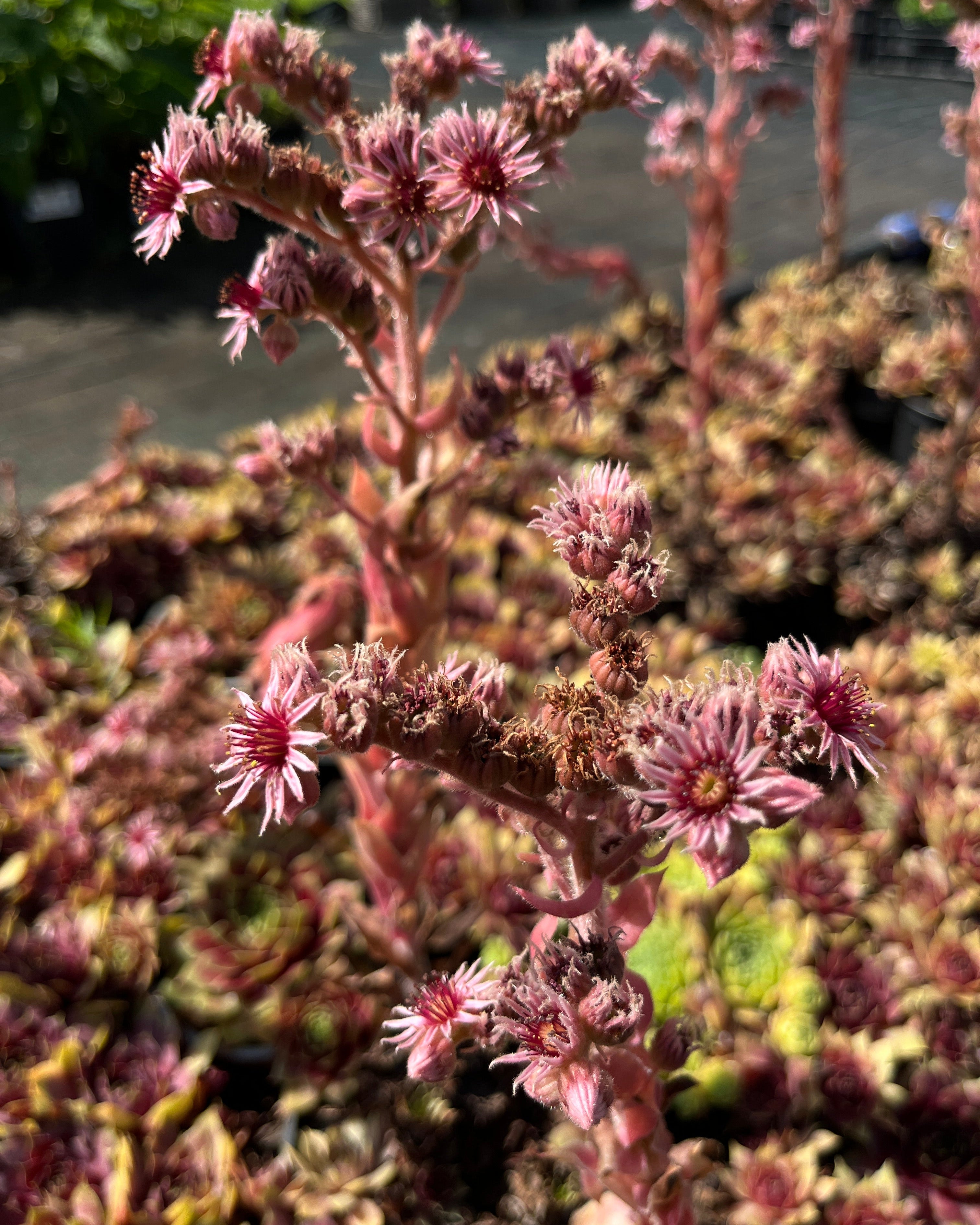 Aed-mägisibul BigSam 'Pink Pomelo'