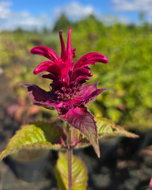 Aedmonarda 'Fireball'
