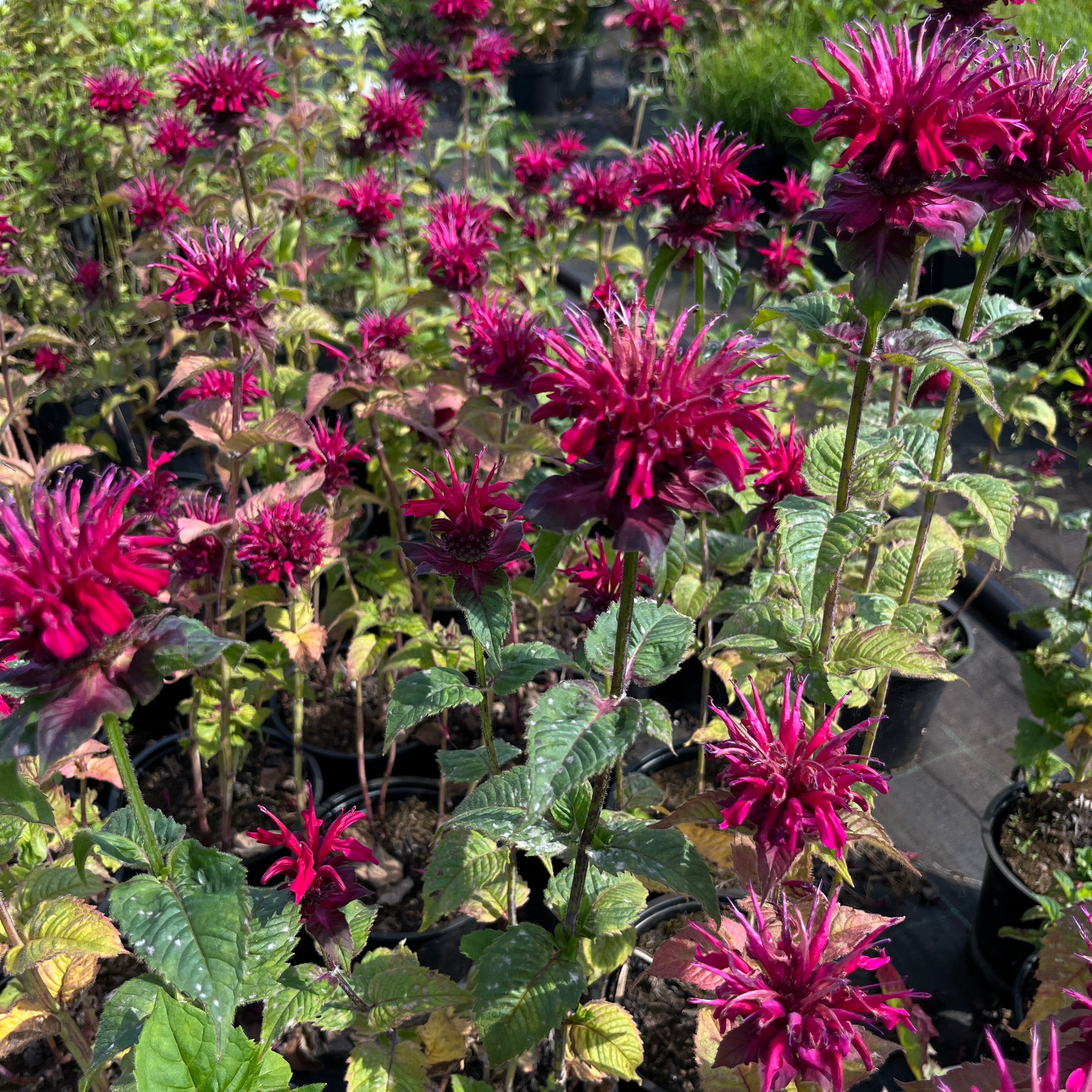 Aedmonarda 'Fireball'