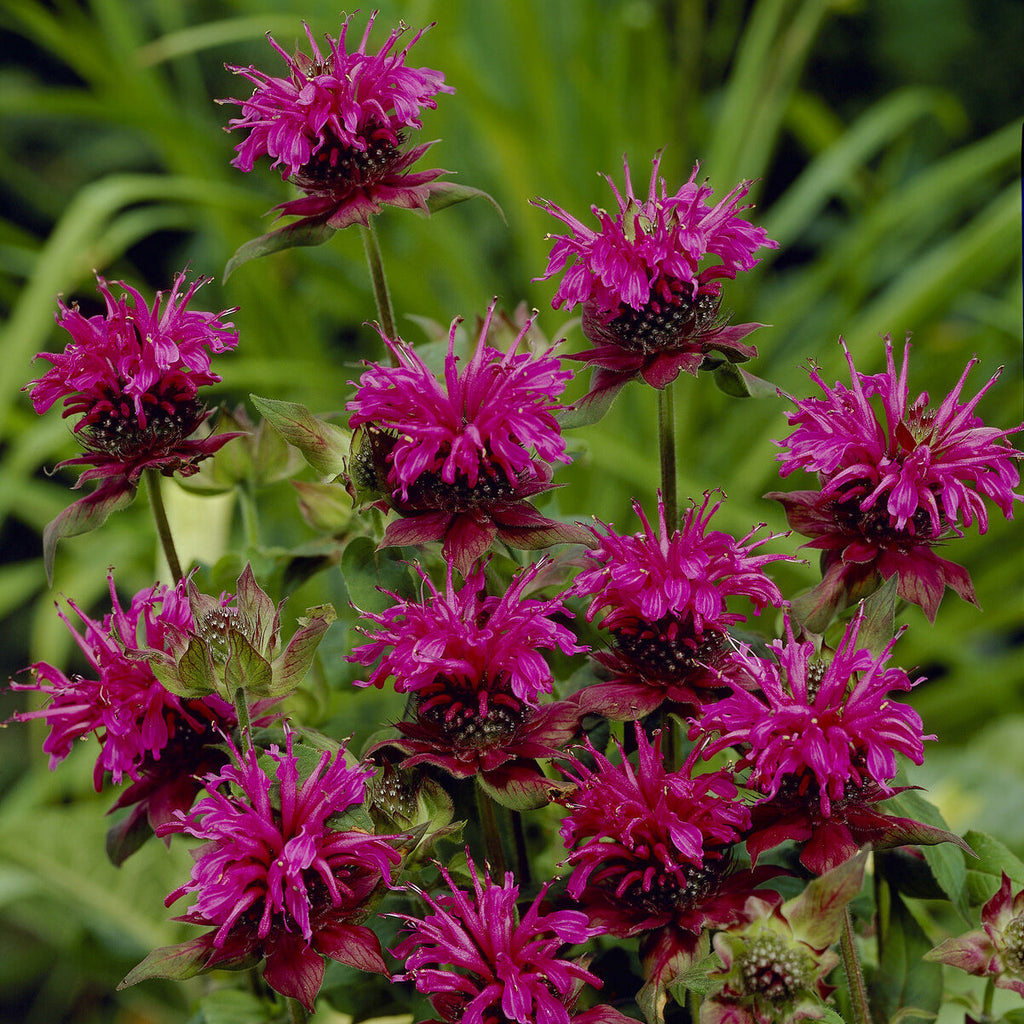 Aedmonarda 'Scorpion'