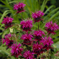 Aedmonarda 'Scorpion'