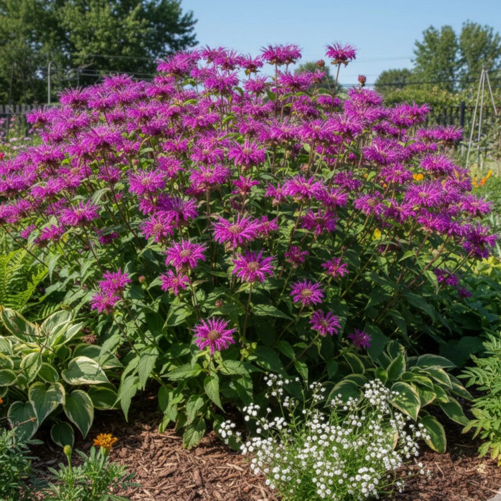 Aedmonarda 'Scorpion'