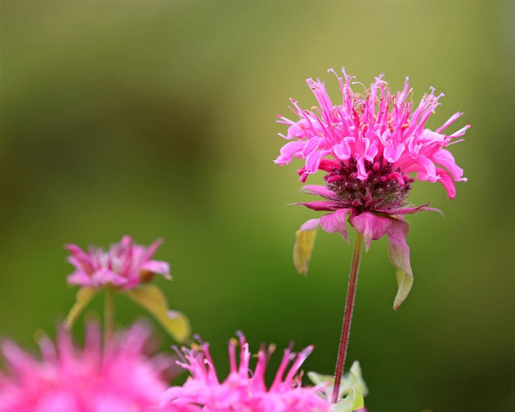 Aedmonarda 'Twins'