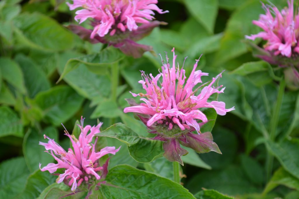 Aedmonarda 'Twins'