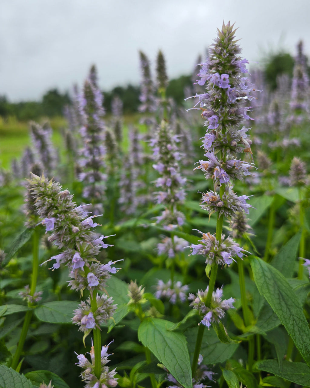 Aniisi-hiidiisop 'Blue Fortune'