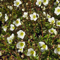 Arendsi kivirik Marto 'White'
