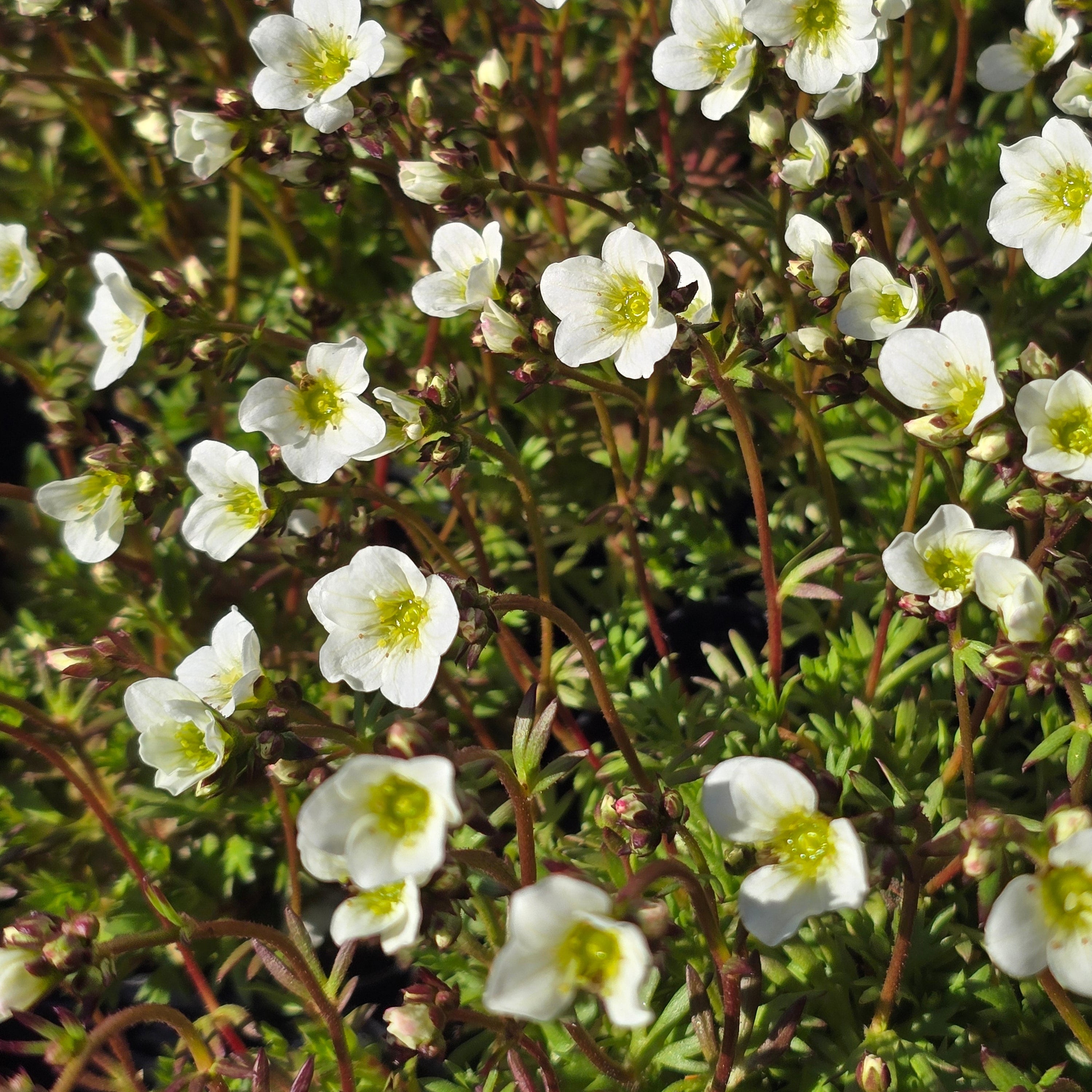 Arendsi kivirik Marto 'White'