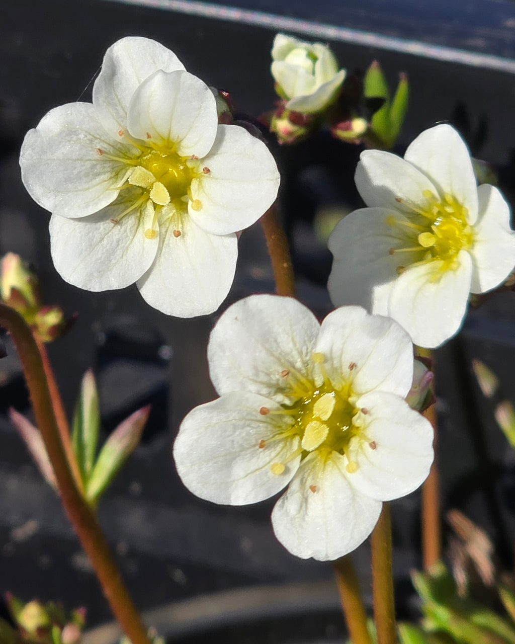 Arendsi kivirik Marto 'White'