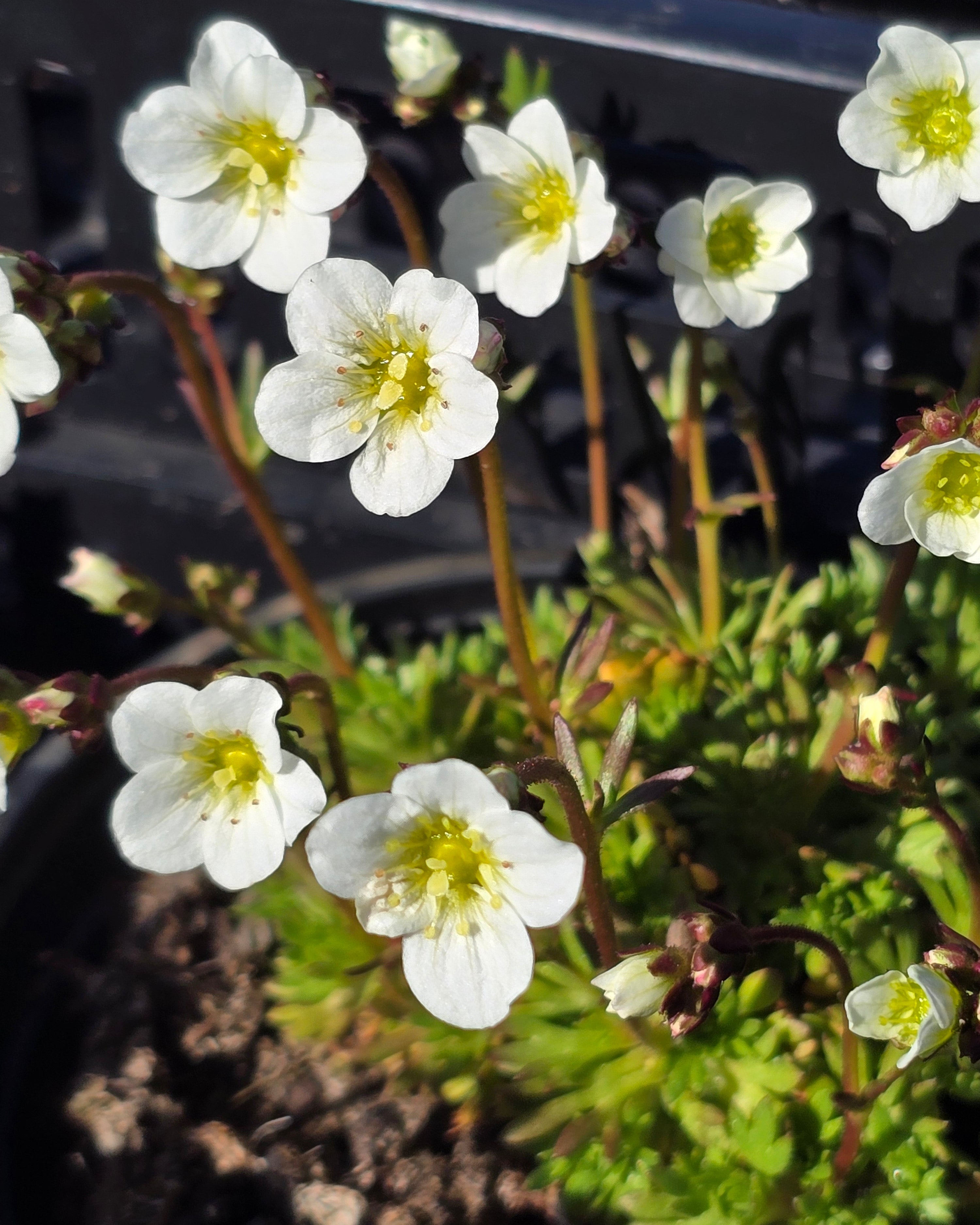 Arendsi kivirik Marto 'White'