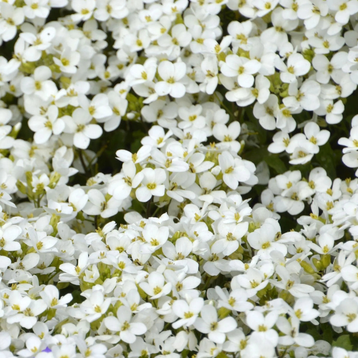 Sale sinipadjake Florado 'White'