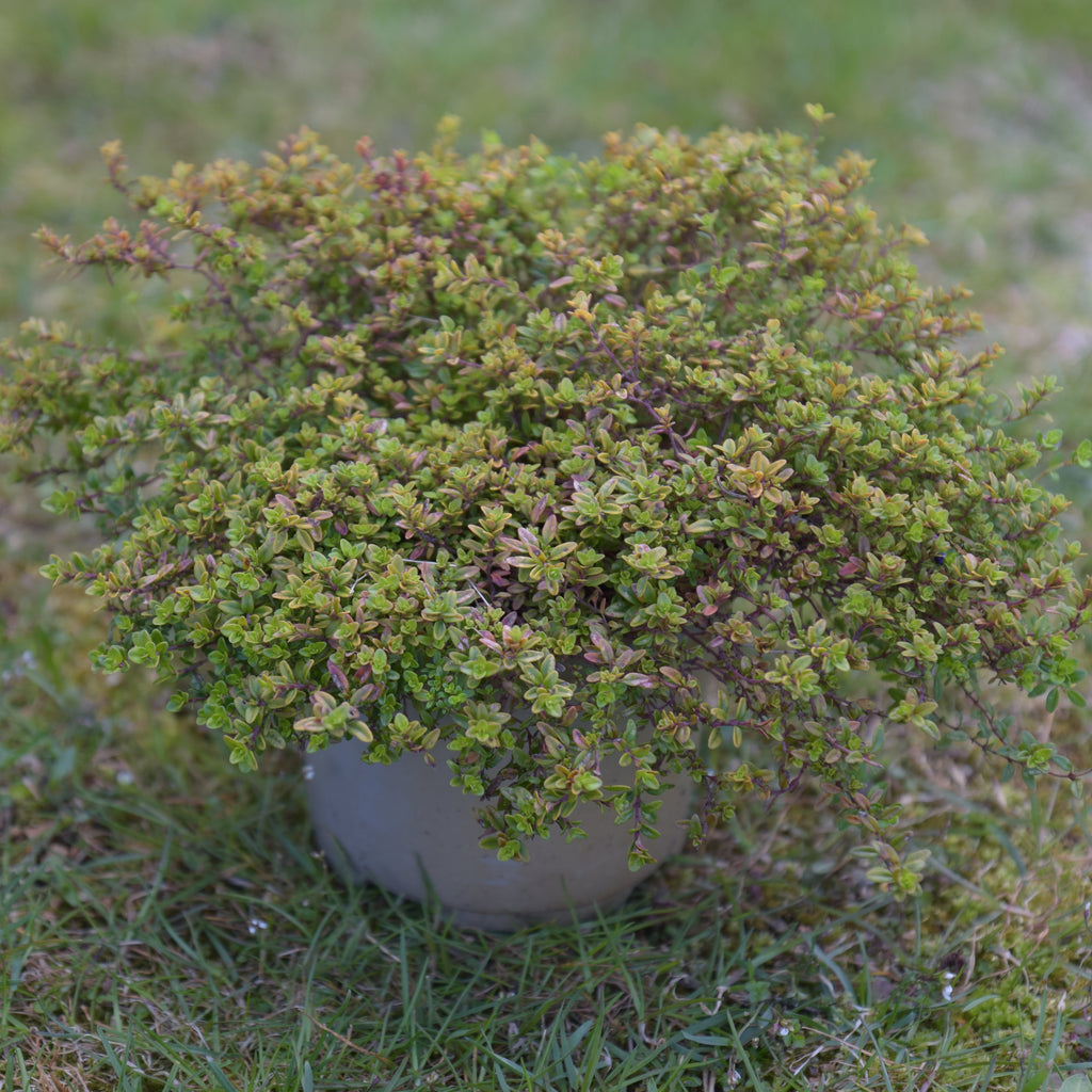 Sidrun-liivatee 'Aurea'