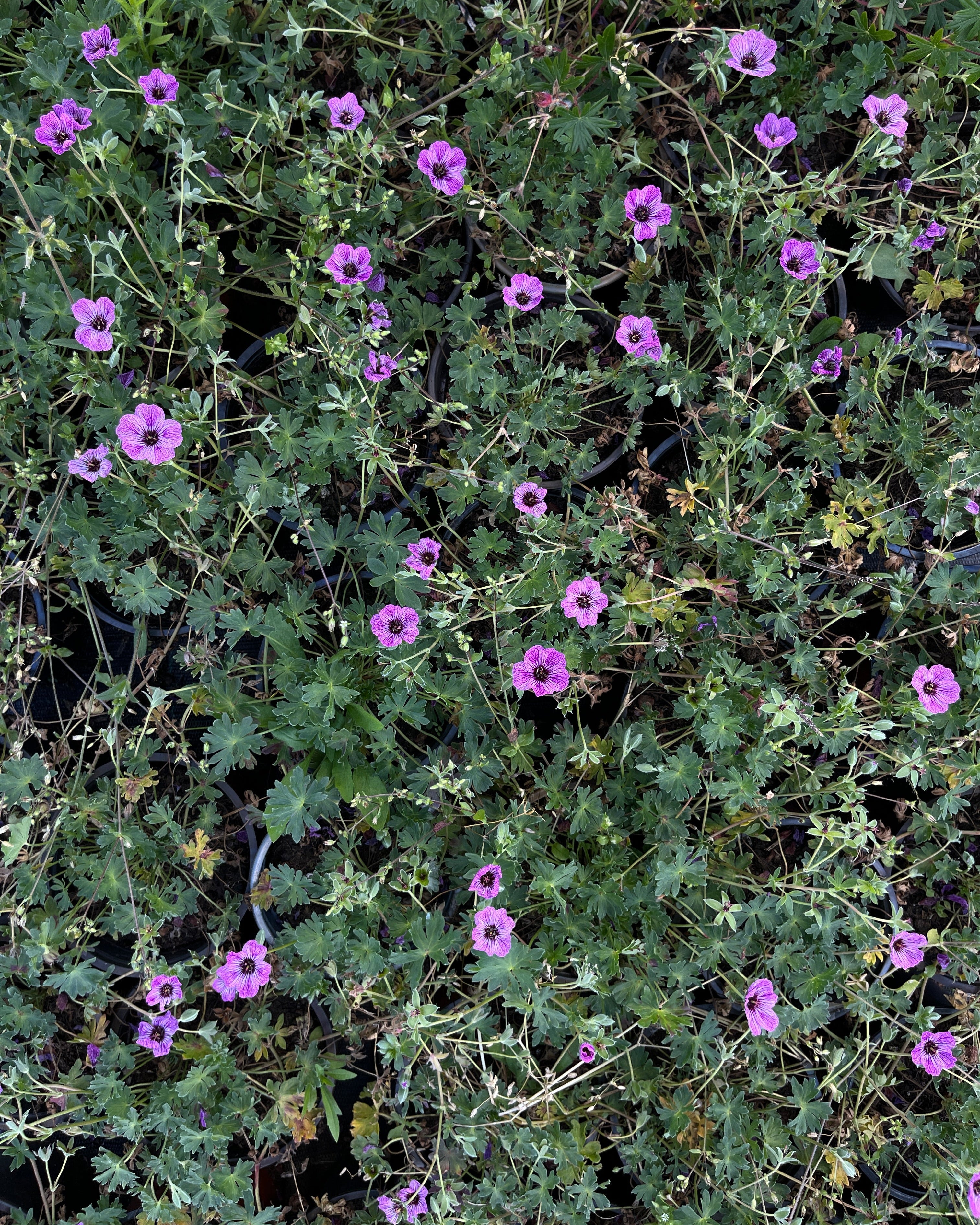 Hall kurereha 'Laurence Flatman'
