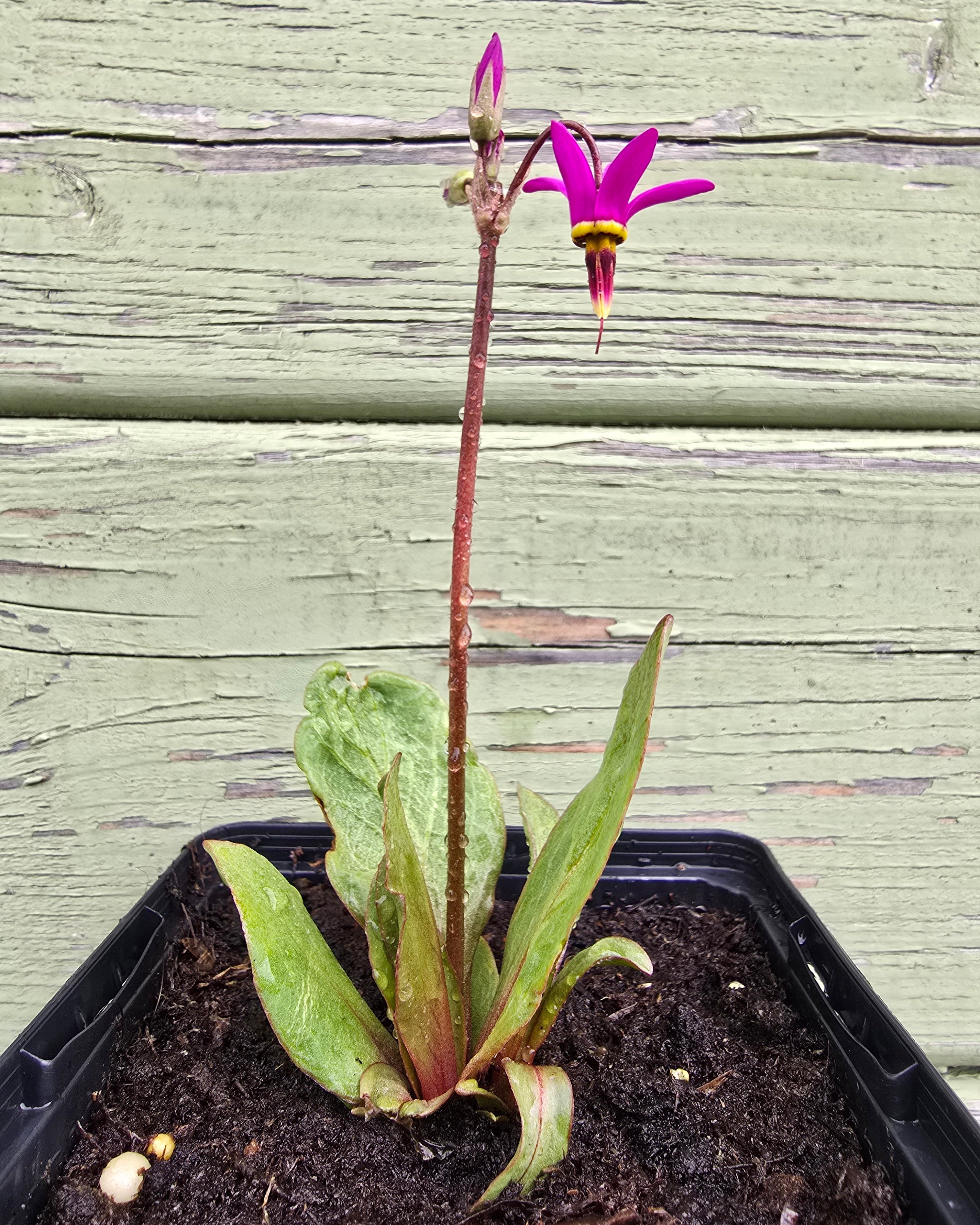 Harilik jumalatelill 'Queen Victoria'