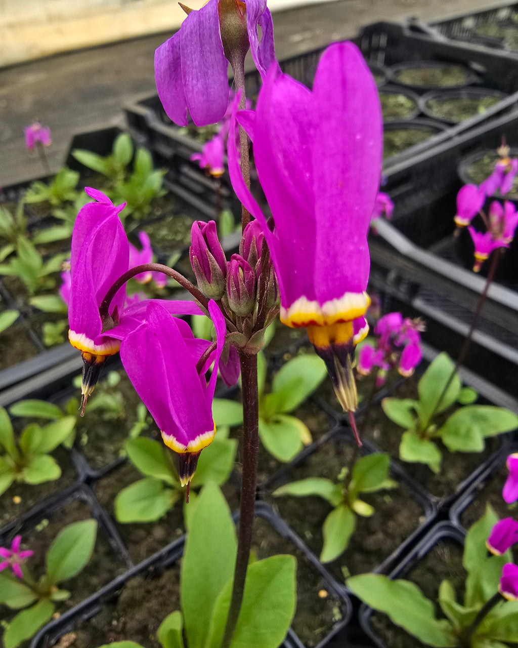 Harilik jumalatelill 'Queen Victoria'