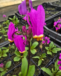 Harilik jumalatelill 'Queen Victoria'