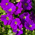 Harilik sinipadjake 'Cascade Purple'