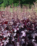Helmikpööris 'Rex Purple'
