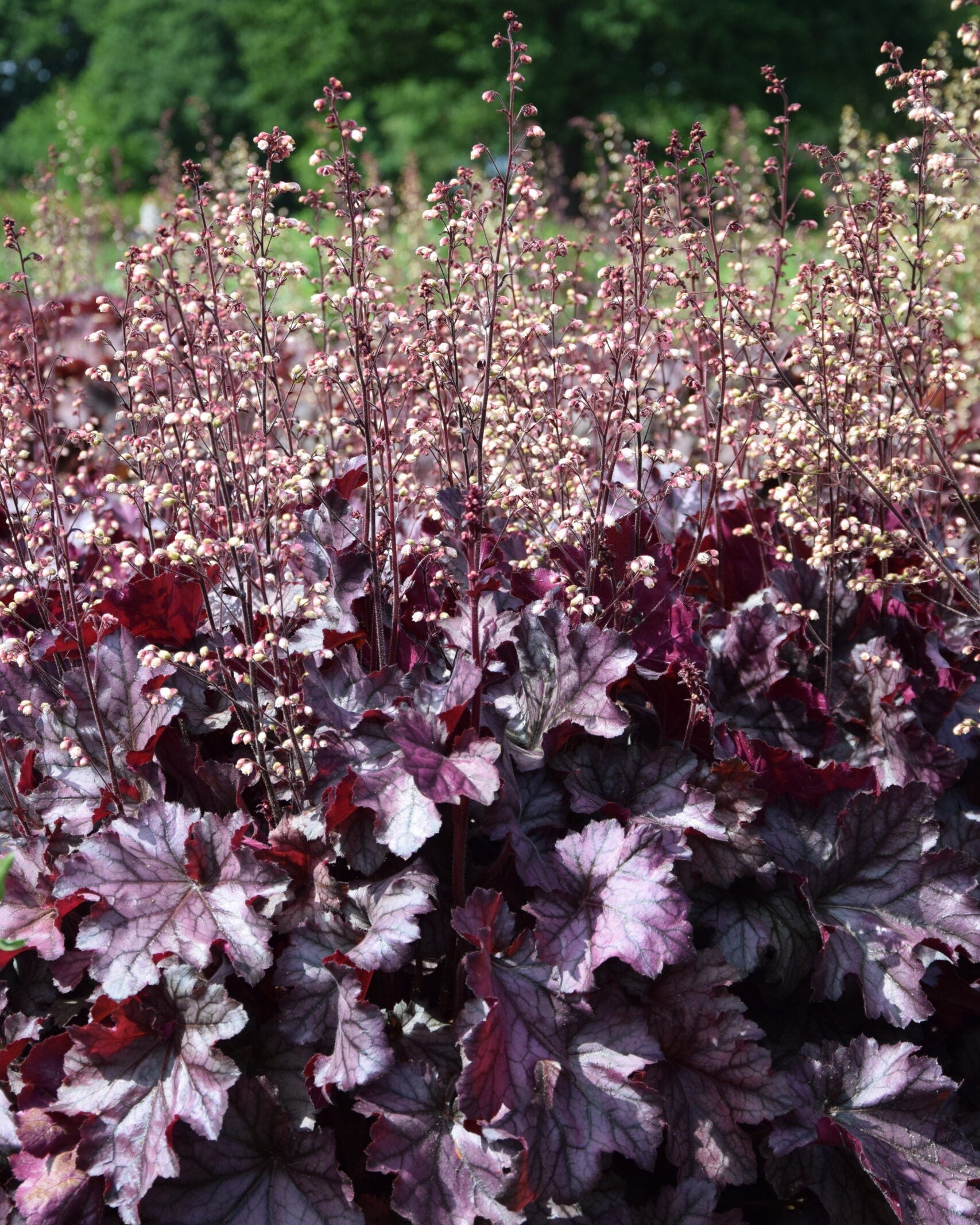 Helmikpööris 'Rex Purple'