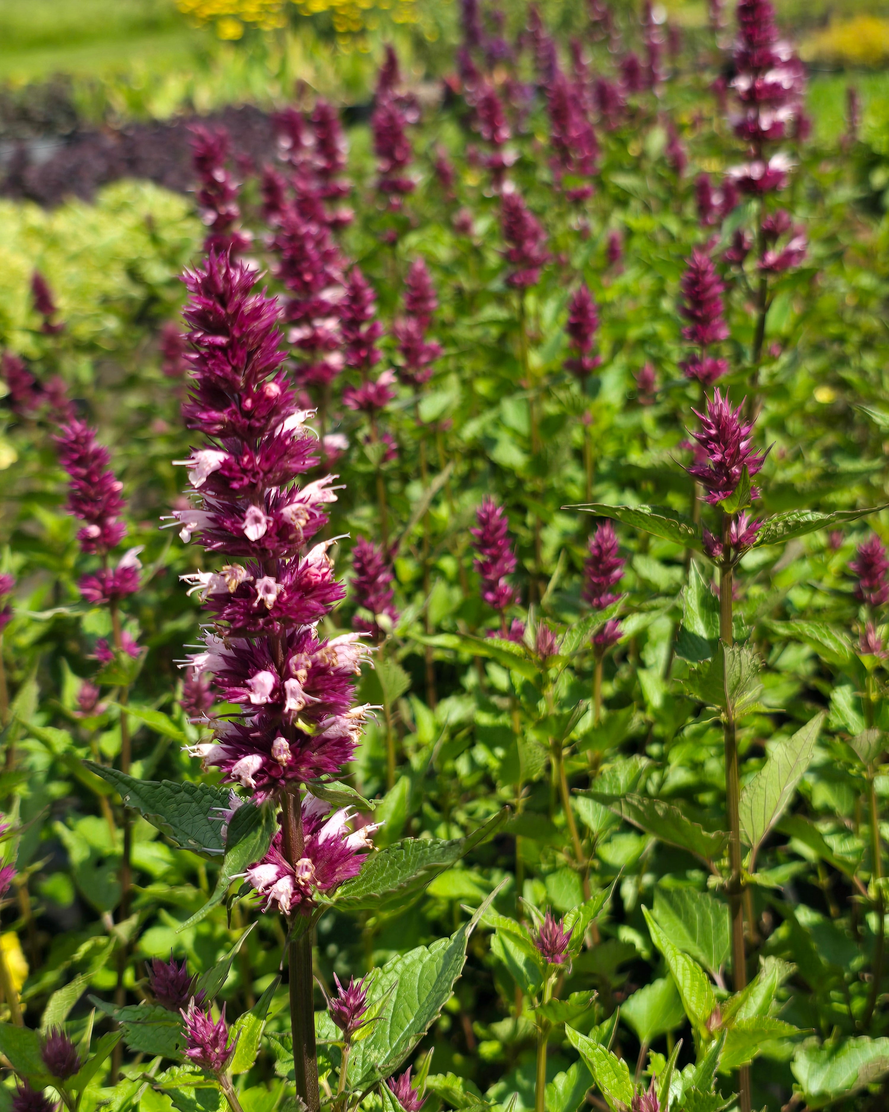 Hiidiisop 'Beelicious Pink'