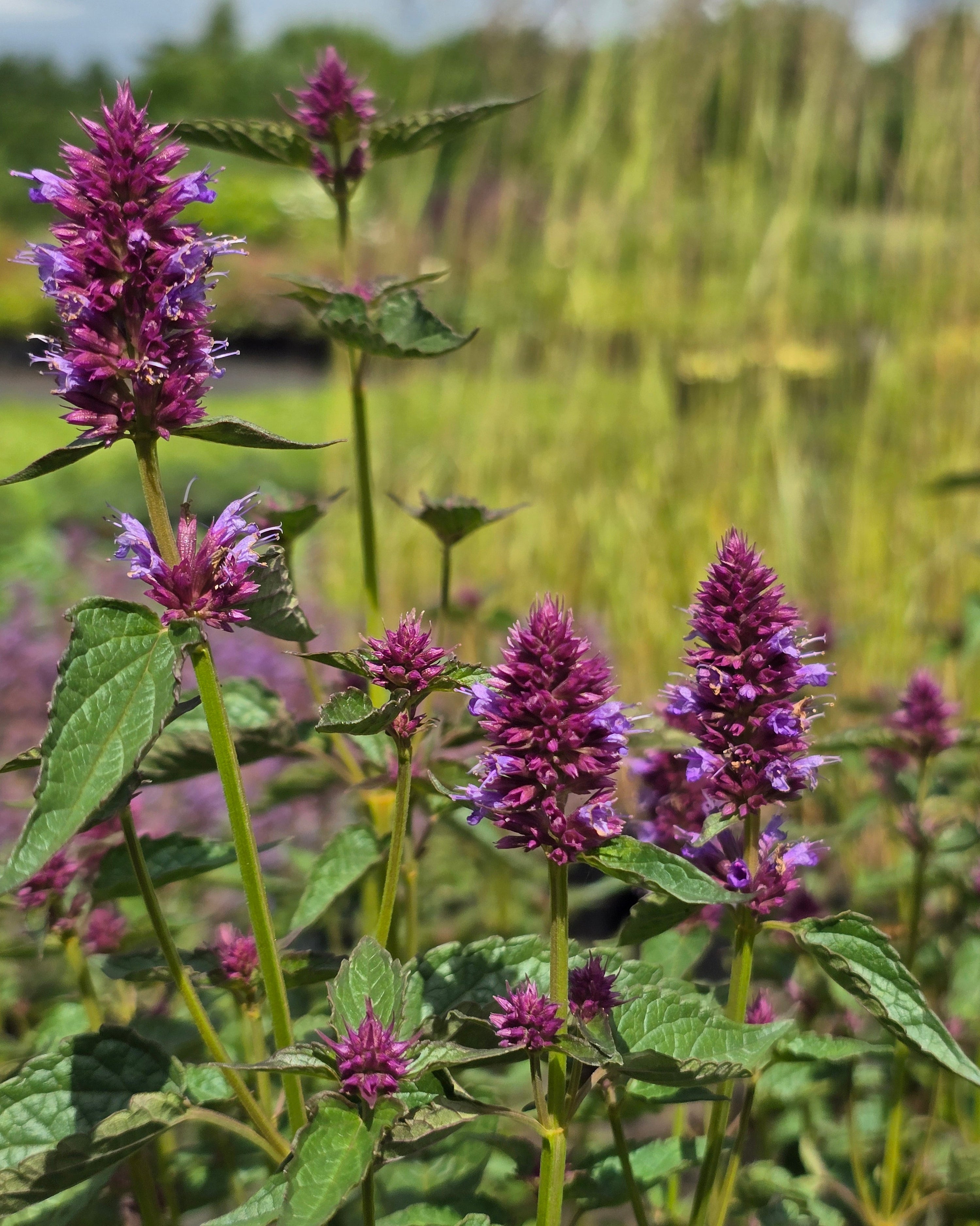 Hiidiisop 'Beelicious Purple'