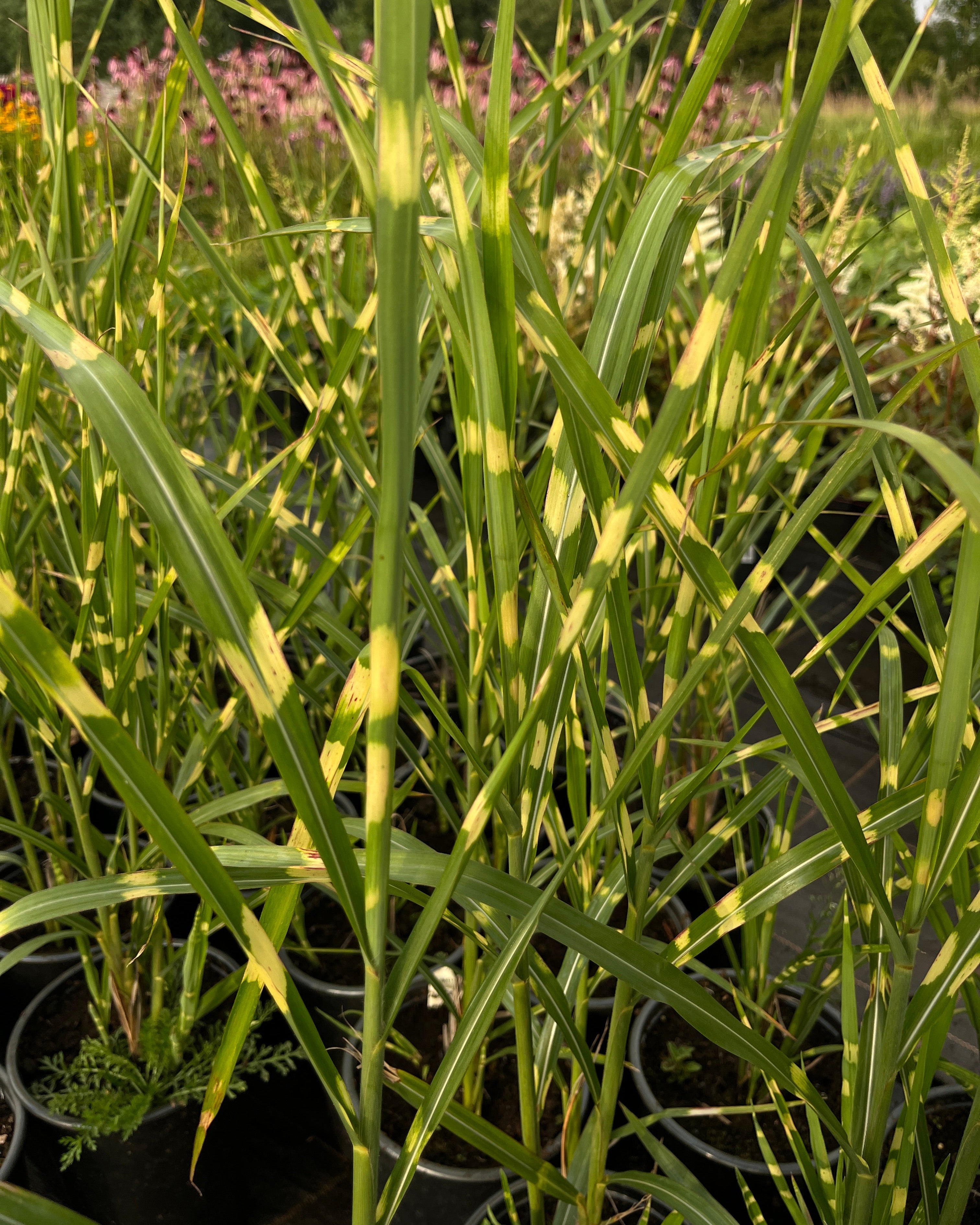 Hiina siidpööris ‘Strictus’