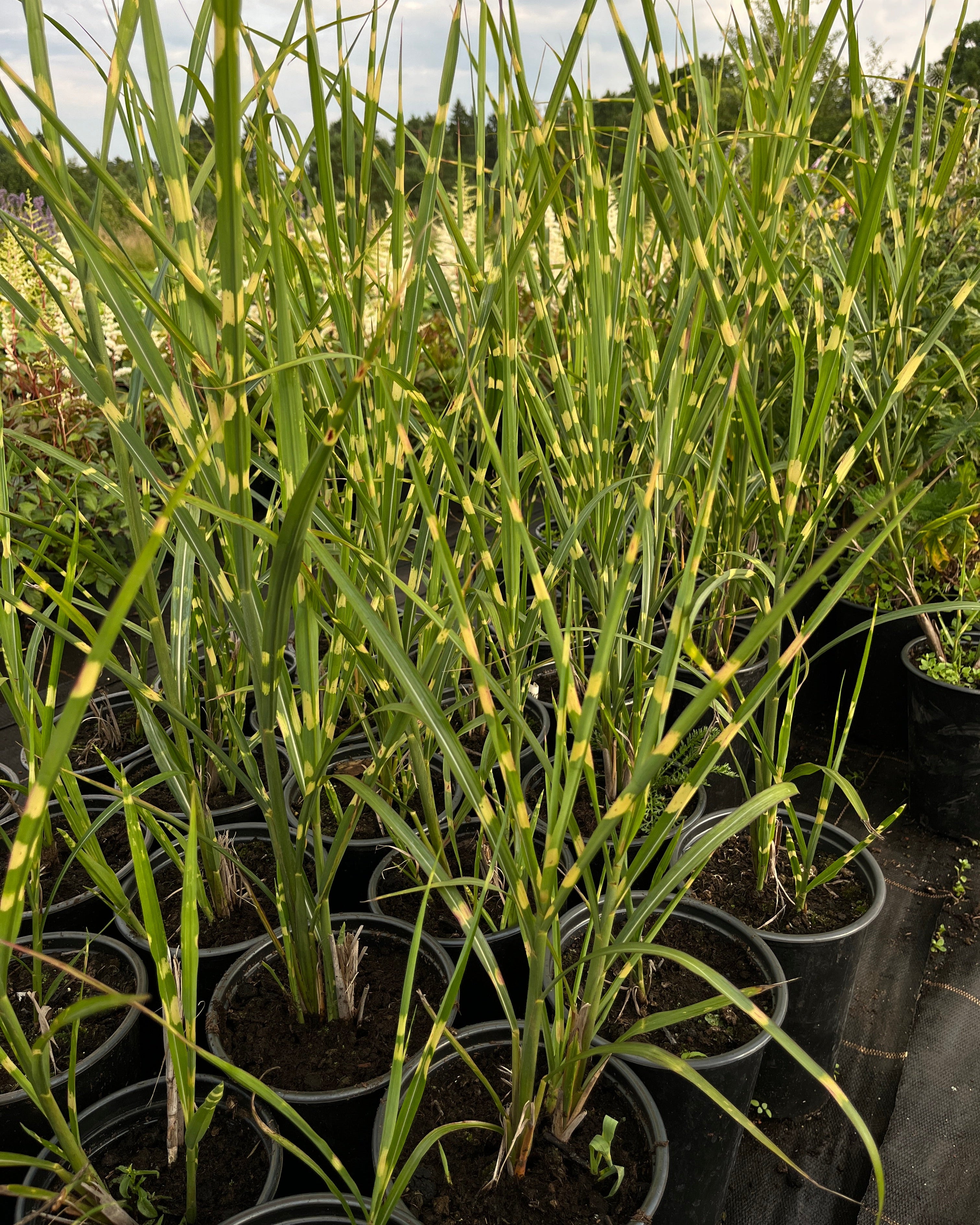 Hiina siidpööris ‘Strictus’