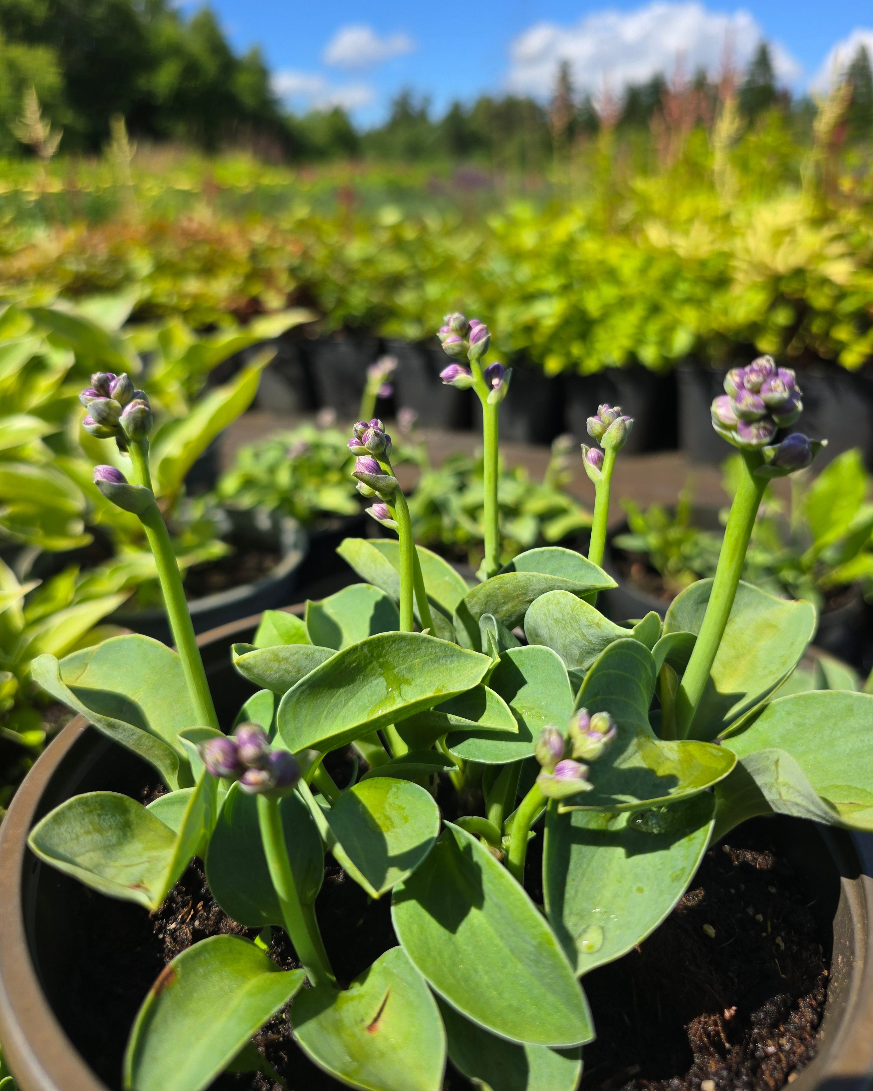 Hosta 'Blue Mouse Ears'
