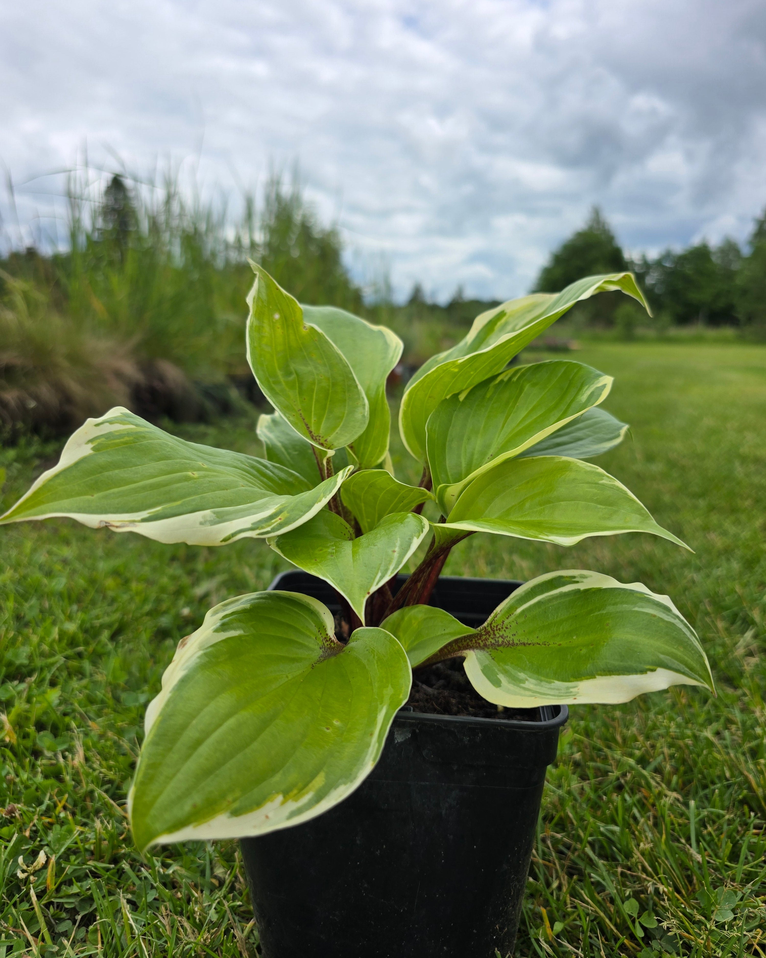 Hosta 'Sorbet'