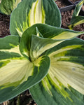 Hosta 'Vulcan'