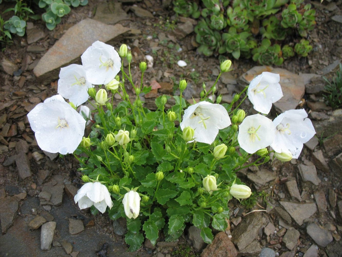 Karpaadi kellukas 'Perla White'