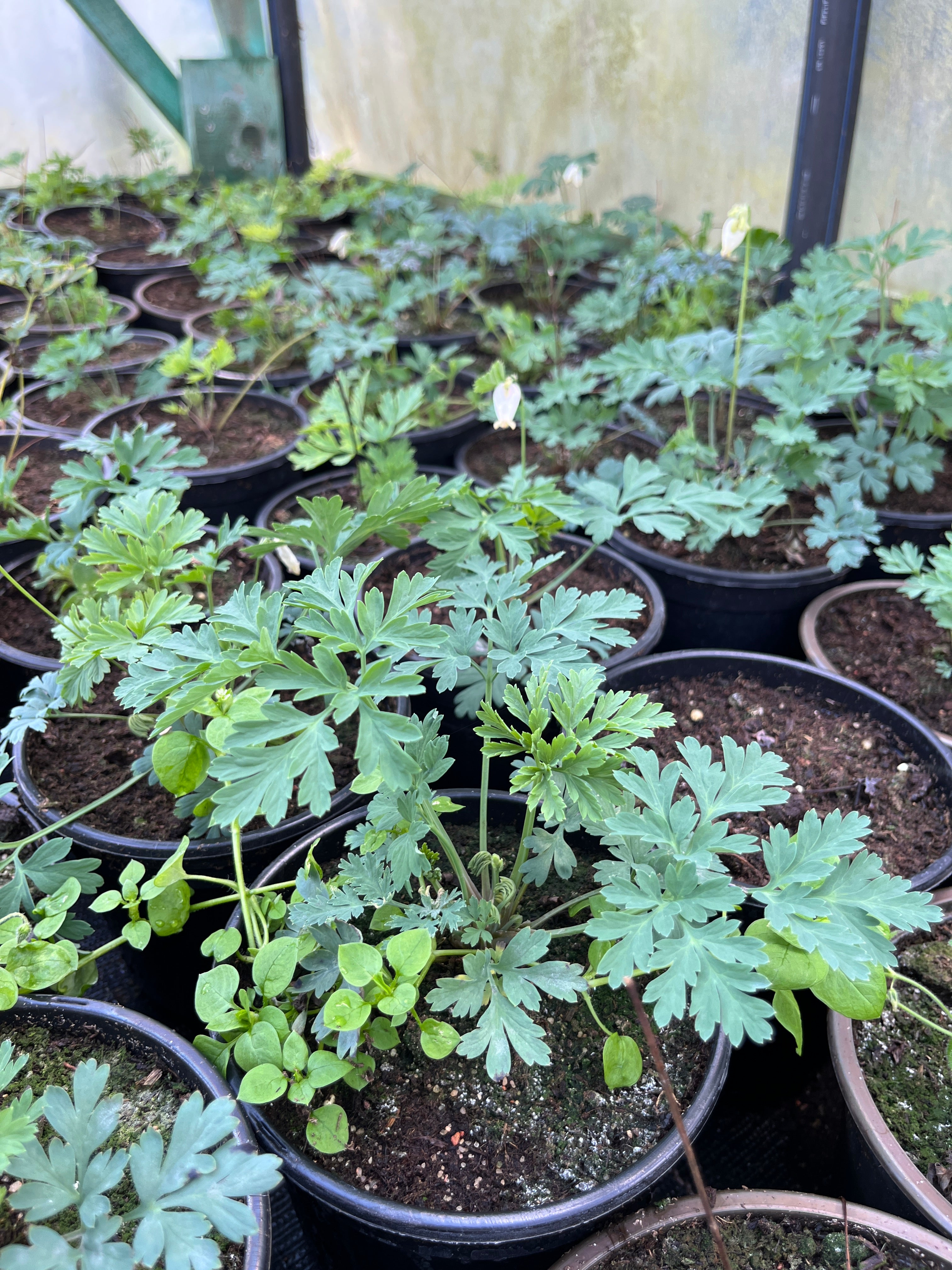 Kaunis murtudsüdameke 'Aurora'