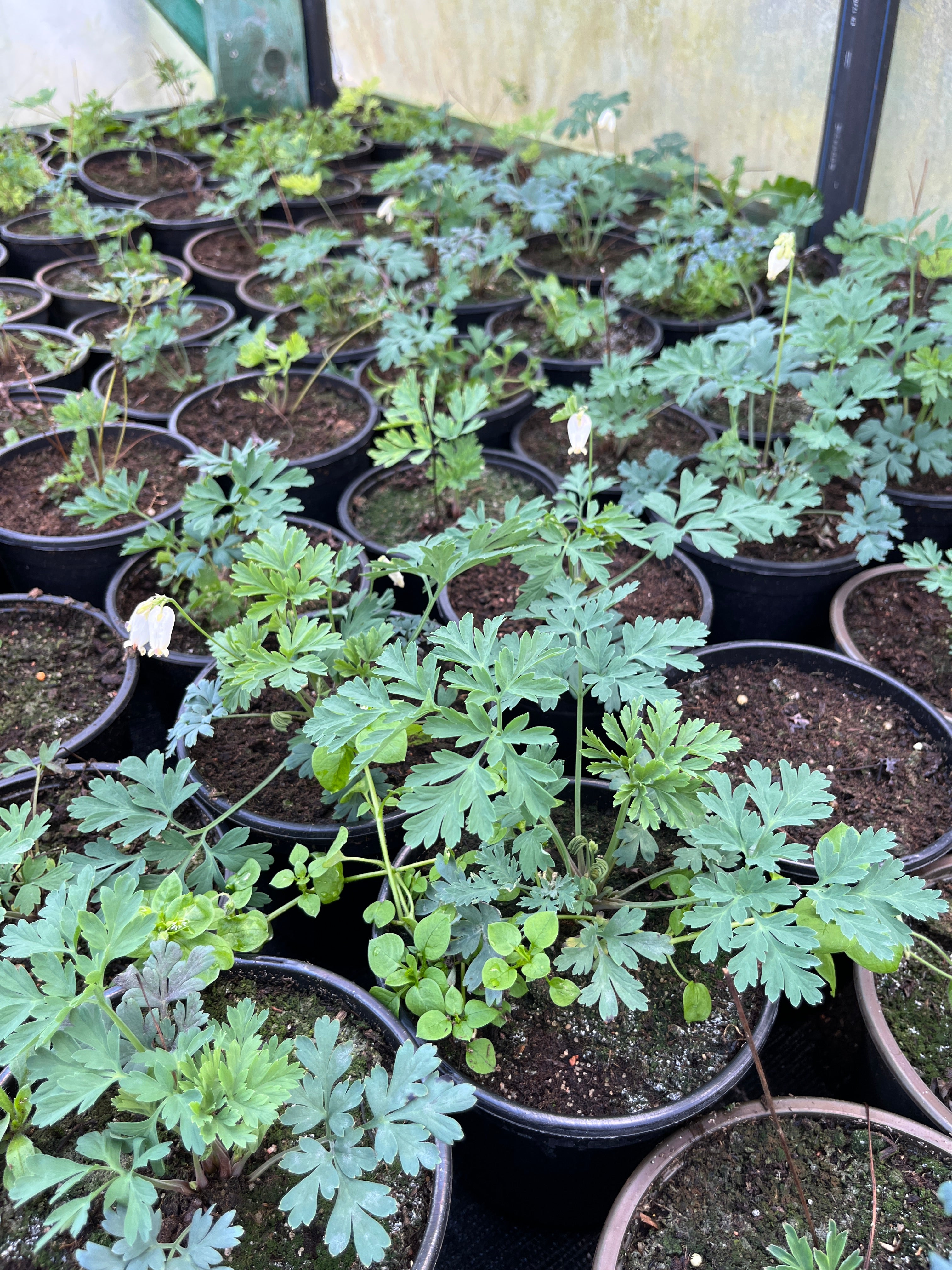 Kaunis murtudsüdameke 'Aurora'