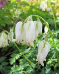 Kaunis murtudsüdameke 'Aurora'