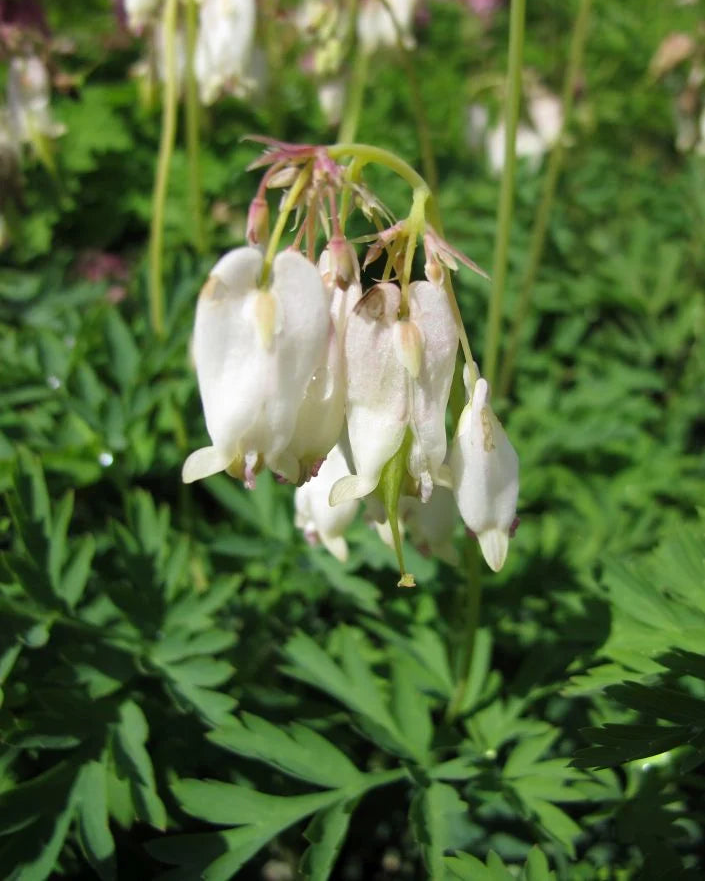 Kaunis murtudsüdameke 'Aurora'